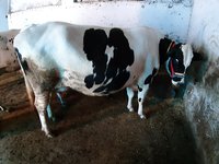 H.F cow