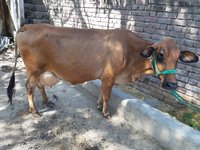 jersey cow