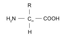 Amino Acid