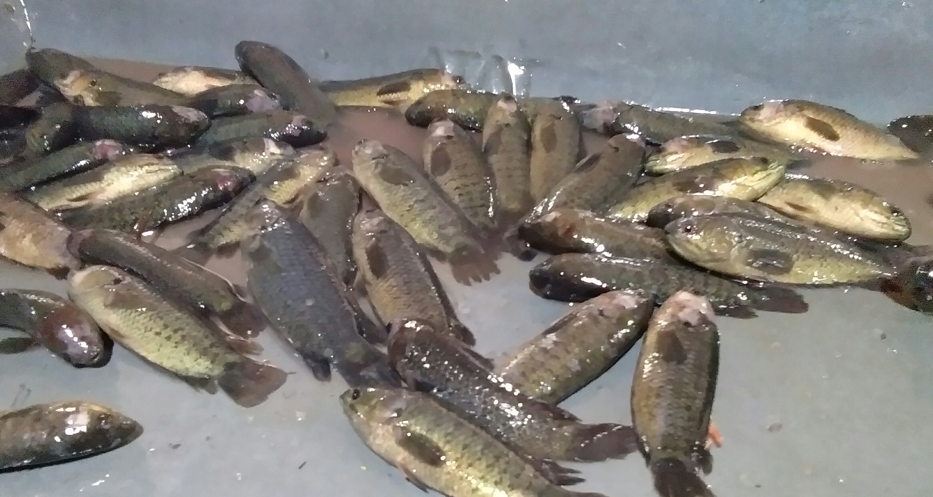 Vietnam Koi Fish Seed