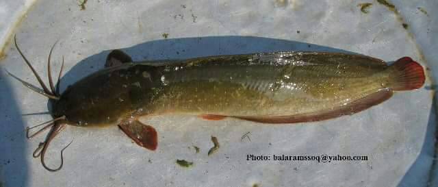 Desi Magur Fish Seed