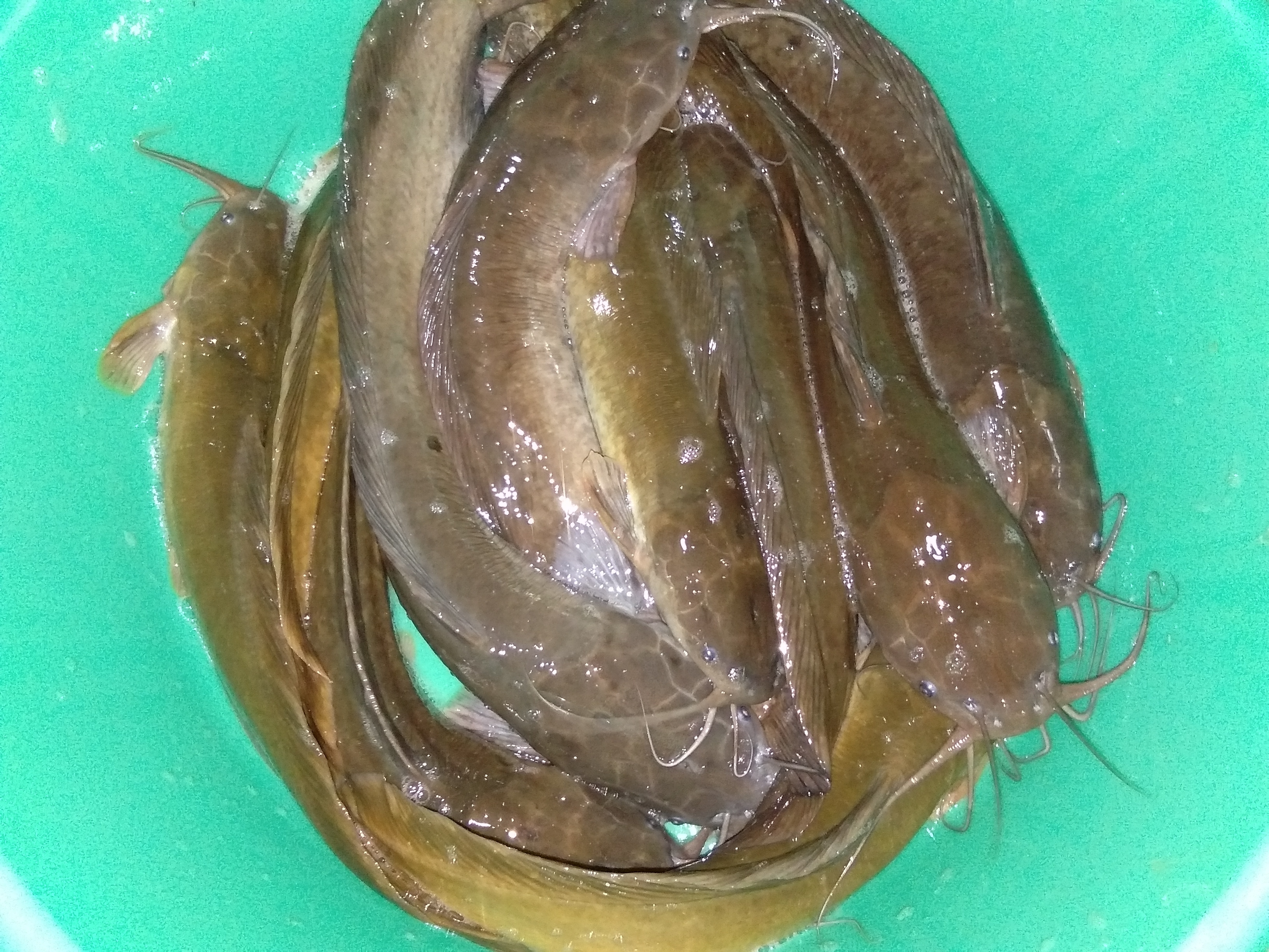 Desi Magur Fish Seed