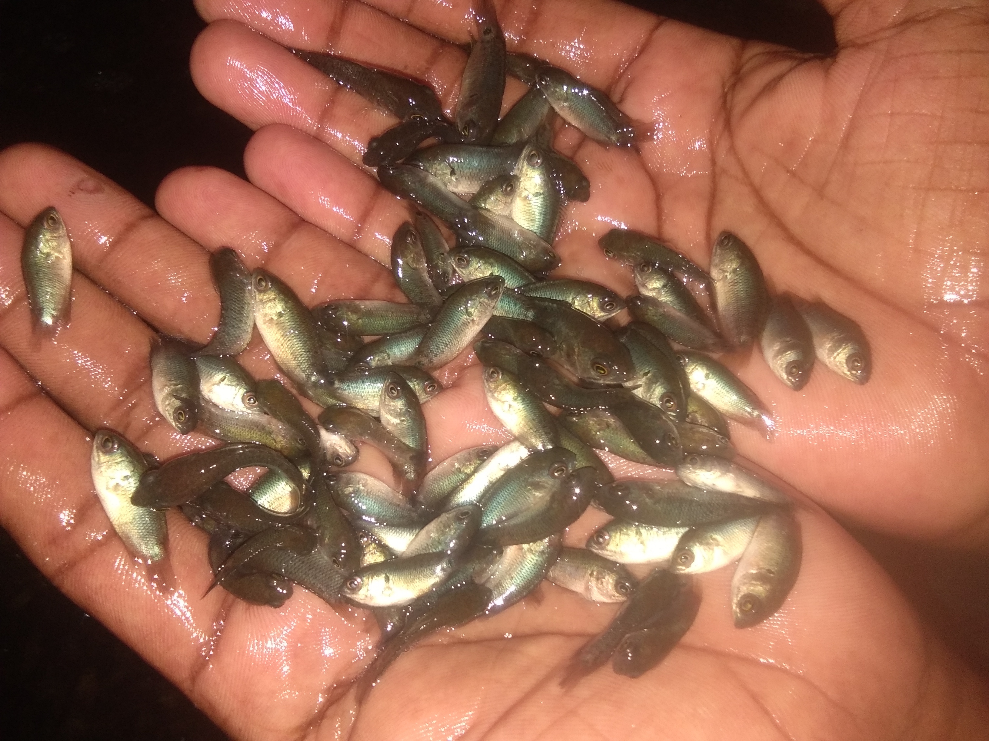 Vietnam Koi Fish Seed