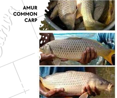 Amur Common Carp Fish Seed
