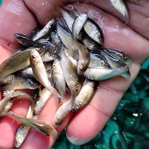 Amur Common Carp Fish Seed