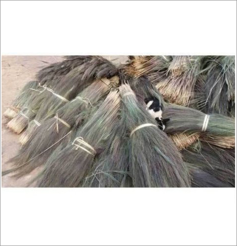 Shillong Broom Grass