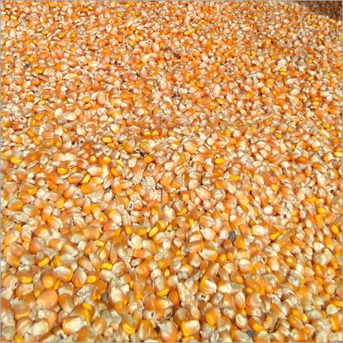 Yellow Maize Yellow Maize