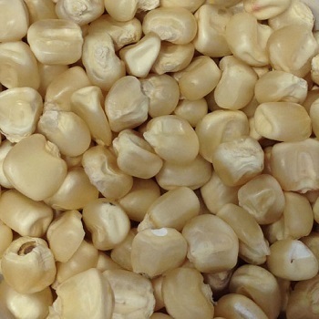 White Maize