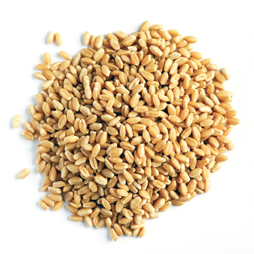 Wheat Grains Wheat Grains
