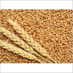 Wheat