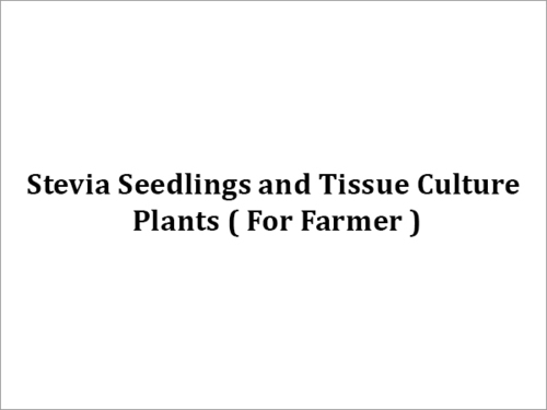 Tissue Culture Plants Grade: Food