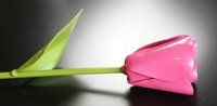 Anniversary Pink Flower Tulip