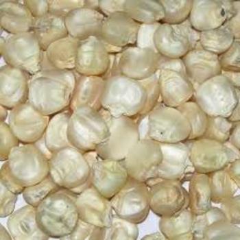 White Maize - Dried Grains, Solid Texture, Free from Bacteria and Fungal Diseases, Ideal for Animal Feed