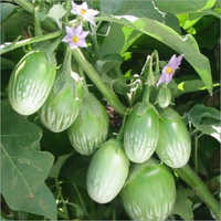 Brinjal - Medium Size, Green Oval Shape | Organic Cultivated, Rich in Fiber, Heart-Healthy Anthocyanins, Food Grade Packaging