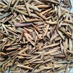 Indrajav Seeds