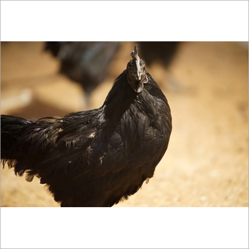 black Kadaknath Chicken