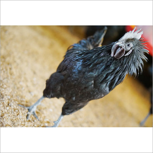 Black Kadaknath Adult Chicken