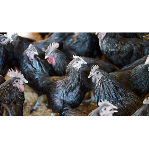Kadaknath Fresh Chicken - Black Feathered, High in Amino Acids and Vitamins, Supports Pulmonary Health