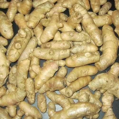 Curcuma Zedoaria (Kachura) Age Group: All Age Group