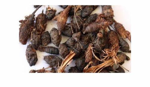 Cyperus Rotundus (Nagarmotha) Age Group: All Age Group