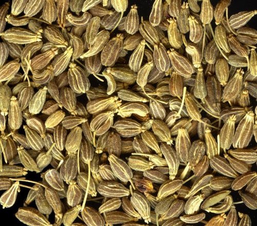 Daucus Carota (Carrot) Age Group: All Age Group