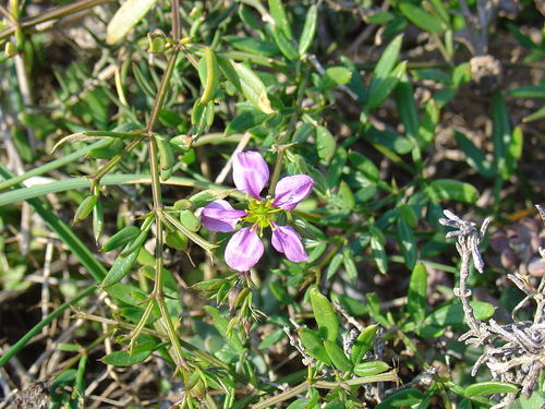 Fagonia Cretica (Dhamasa) Age Group: All Age Group