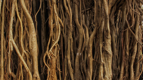 Ficus Bengalensis (Bad)