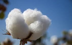 Egyptian Raw Cotton