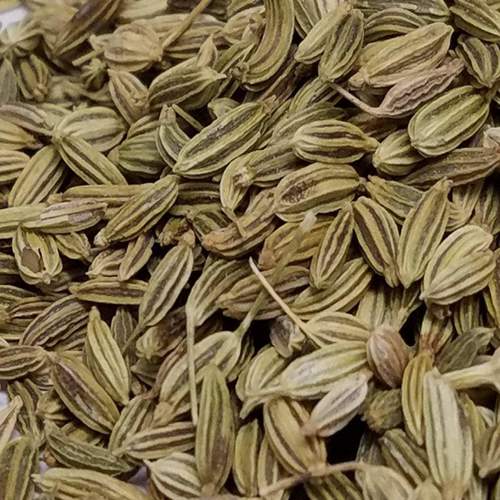 Foenicum Vulgare (Sanuf) Age Group: All Age Group