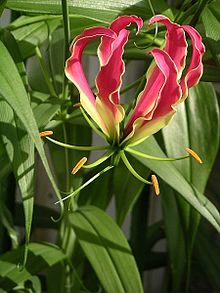 Gloriosa Superba (Kalihari) Age Group: All Age Group
