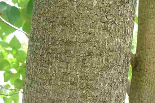 Gmelina Arborea (Gambhari) Age Group: All Age Group