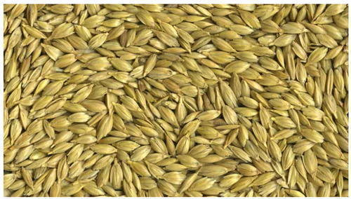 Hordeum Vulgare (Jav) Age Group: All Age Group