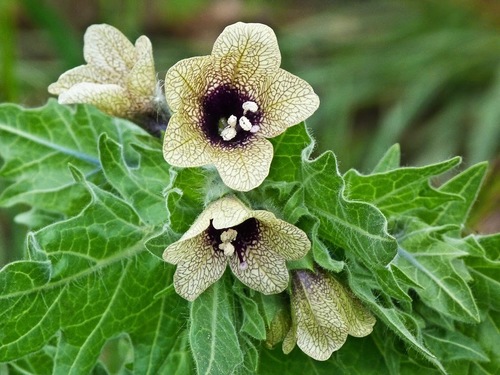 Hyoscyamus Niger (Khurasani Ajwain)