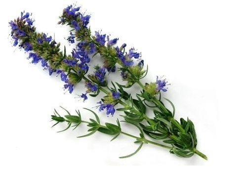 Hyssopus Officinalis (Zuppha) Age Group: All Age Group