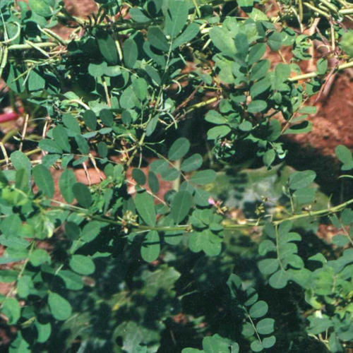Leptadenia Reticulata (Jiwanti) Age Group: All Age Group