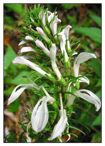 Lobellia Nicotianaefolia (Dhaval Nala) Ingredients: Herbal Extract