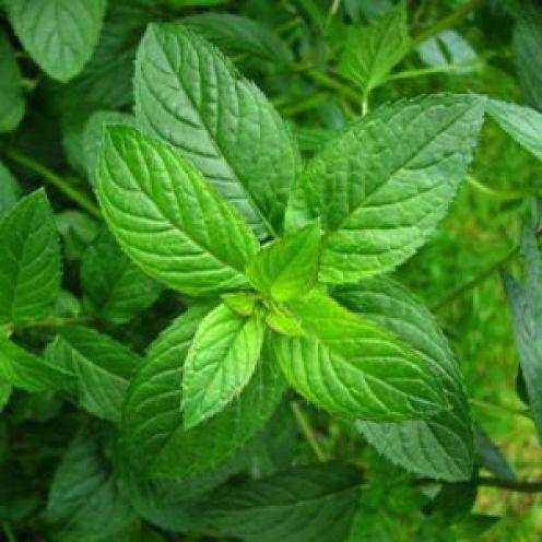 Mentha Arvensis (Poodina/Mint) Age Group: All Age Group