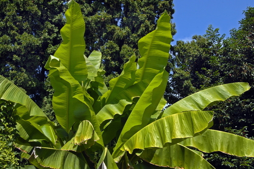 Musa Paradisiaca (Kela) Age Group: All Age Group