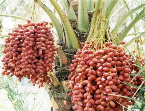 Phoenix Dactylifera (Pind Khajur) Age Group: All Age Group