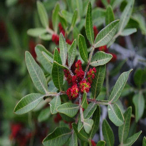 Pistacia Integerrima (Kakrasringi) Age Group: All Age Group