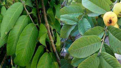 Psidium Guajava (Amrud) Age Group: All Age Group