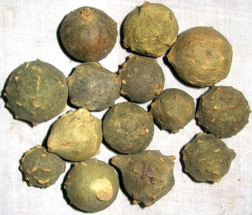 Quercus Infectoria (Majuphal) - Herbal Extract Fruit All Age Group Use | Store in Dry Place Traditionally Used for Medicinal Purposes
