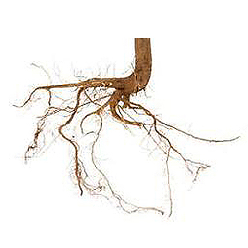 Ricinus Communis (Arand/Erandi) Age Group: All Age Group