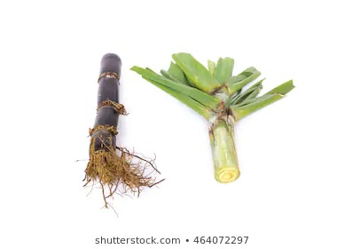 Saccharum Officinarum (Ganna) - Herbal Root Extract, All Age Group Use, Store in Dry Place