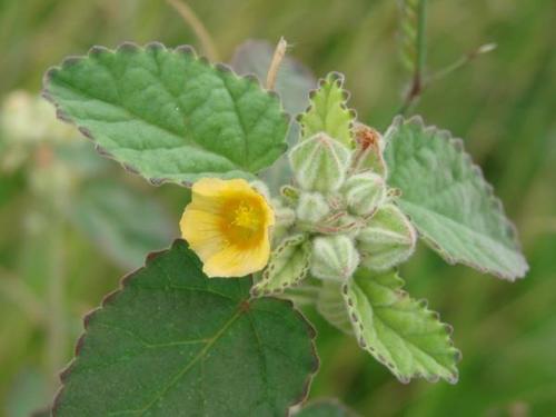 Sida Cardifolia (Bala) Age Group: All Age Group