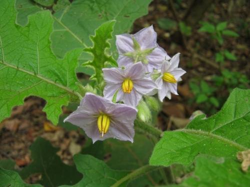 Solanum Indicum (Kateli)Big Age Group: All Age Group