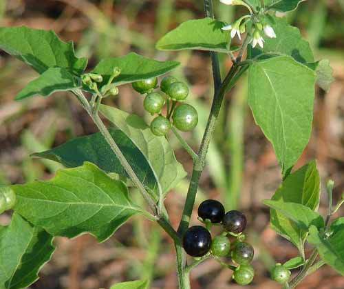 Solanum Nigrum (Makoi) - Herbal Extract for All Age Groups | Store in Dry Place, Natural Ingredients, Versatile Usage