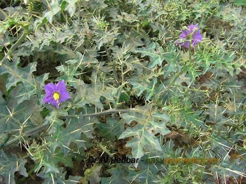 Solanum Xanthocarpum (Kantakari) Age Group: All Age Group