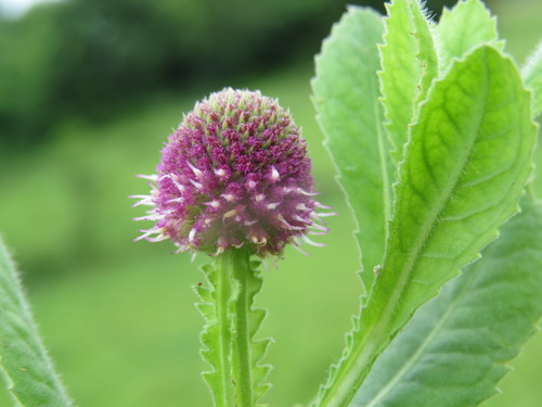 Sphareranthus Indicus (Gorakhmundi) Age Group: All Age Group