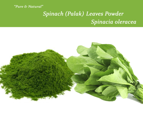 Spinacea Oleracea (Palak) Age Group: All Age Group